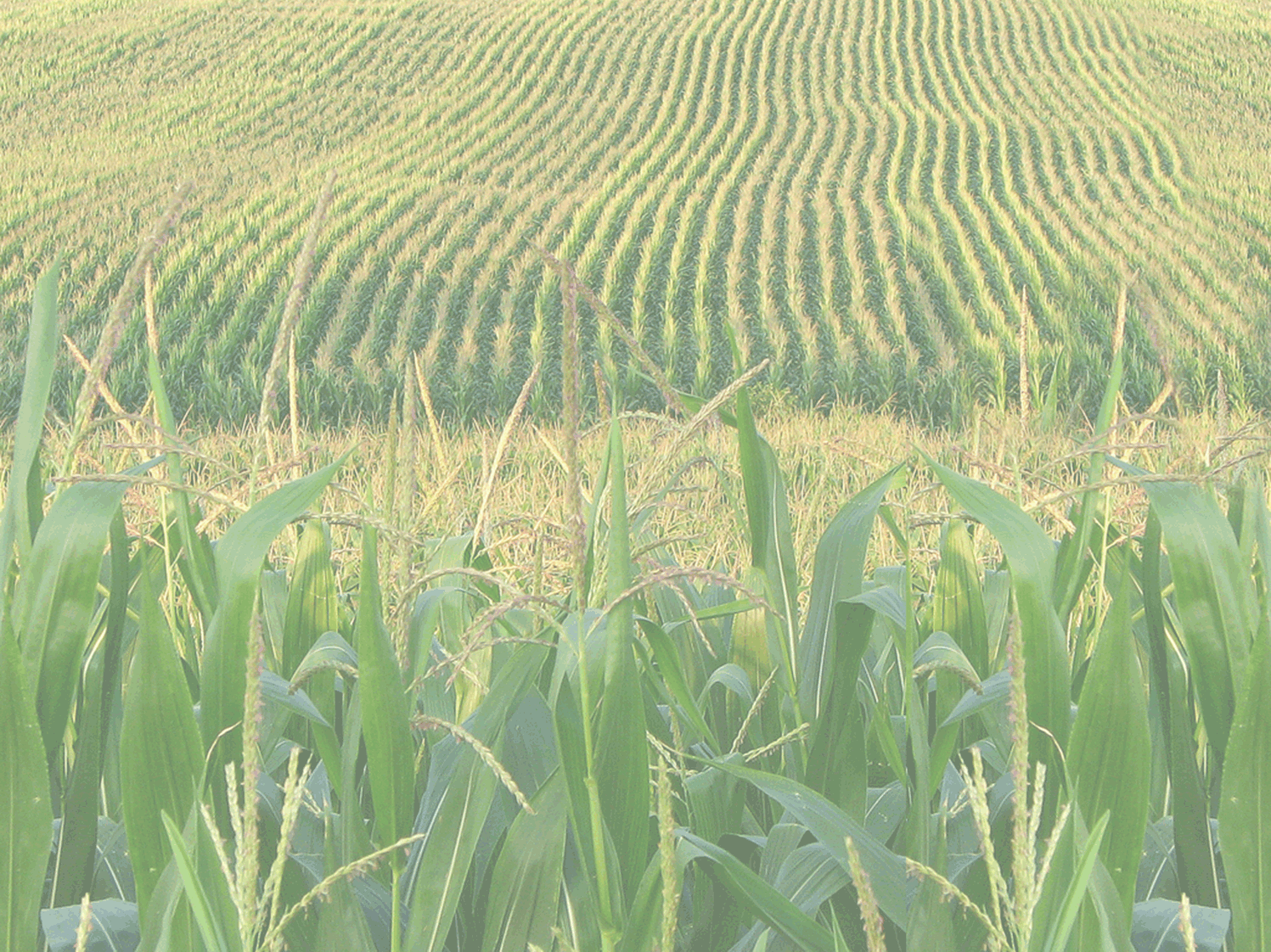 Beriswill Farms