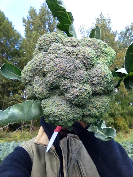 Tamarack Hollow Farm