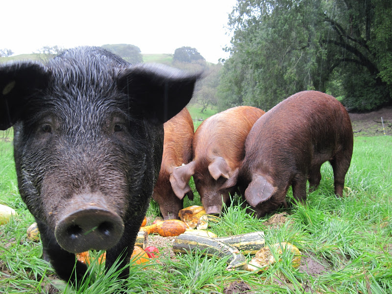 Tara Firma Farms photo 14