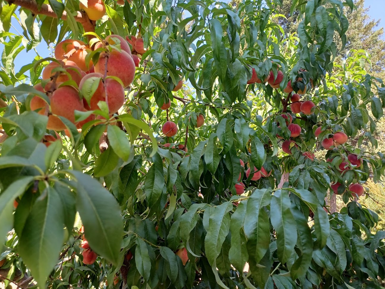 Bell's Orchard photo 23