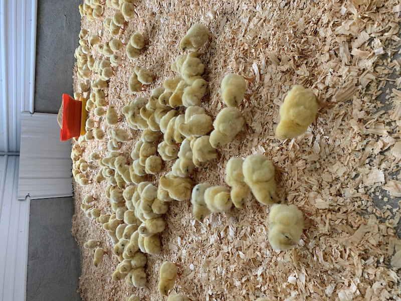 Libert Delight Farms photo 4
