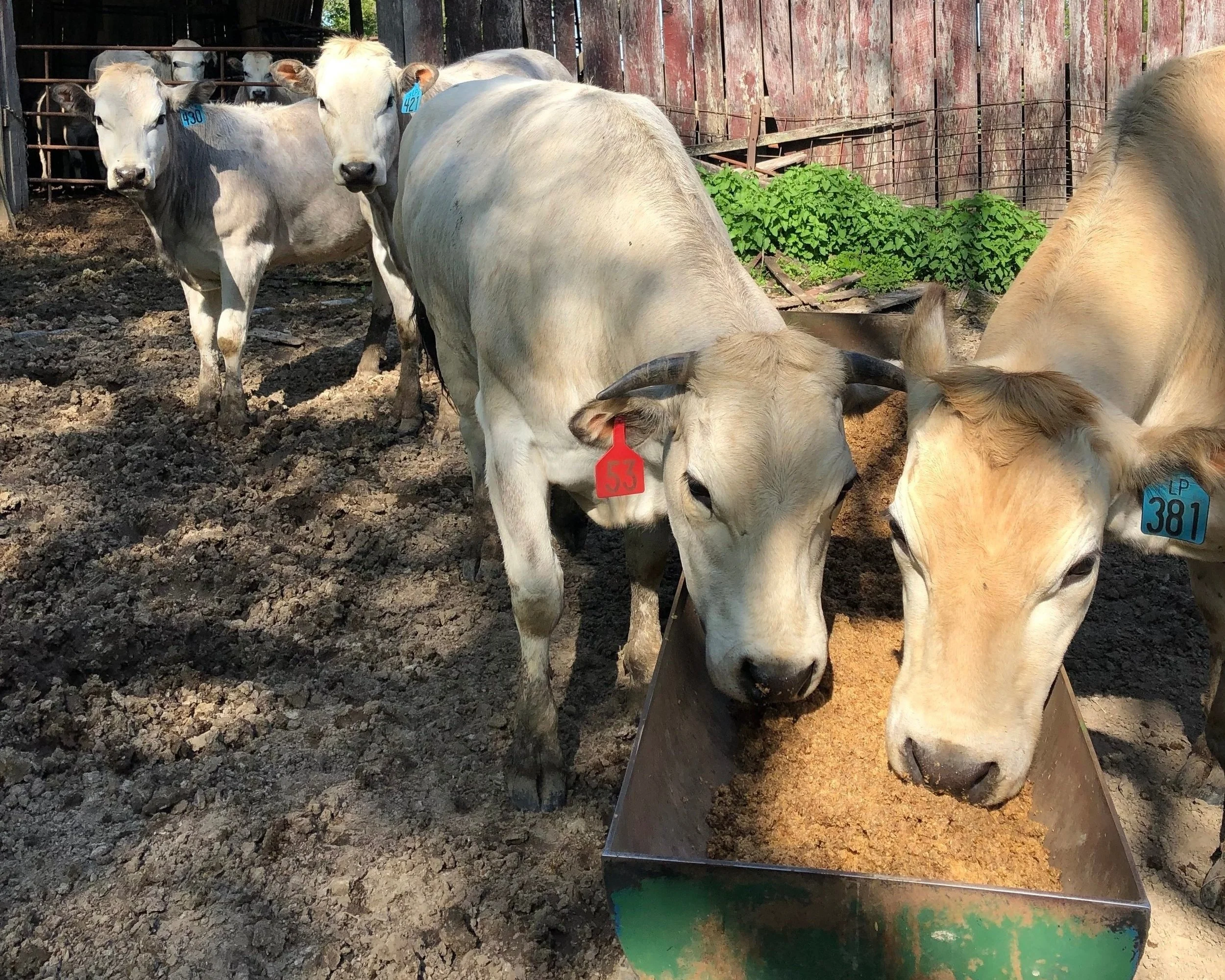 Sugar Creek Piedmontese