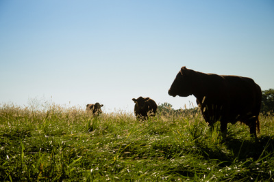 Walker Century Farms Market photo 3