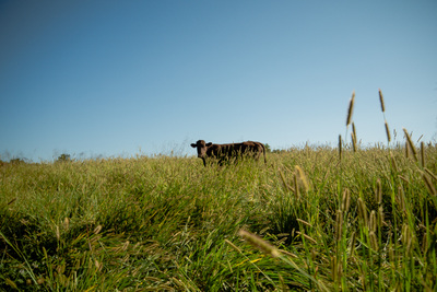 Walker Century Farms Market photo 9