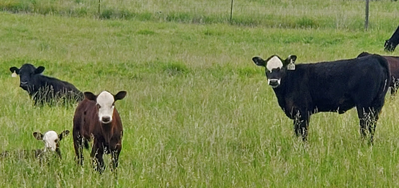 River Taw Farms LLC