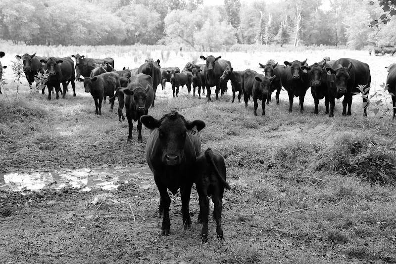 River Taw Farms LLC photo 2