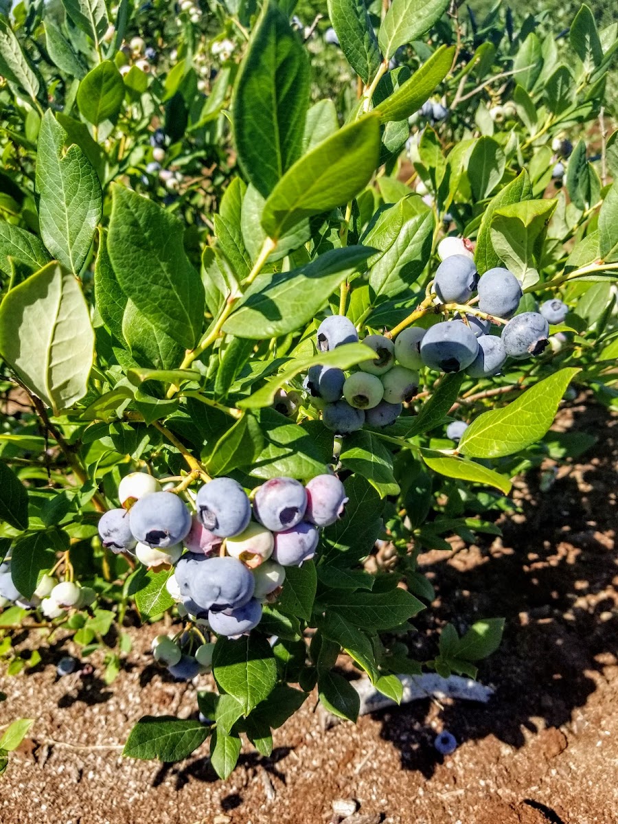 Ozark Berry Farm, LLC