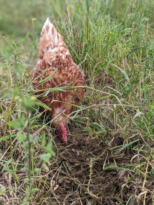 Good Plains Farm photo 8