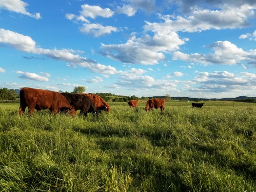 Good Plains Farm photo 10