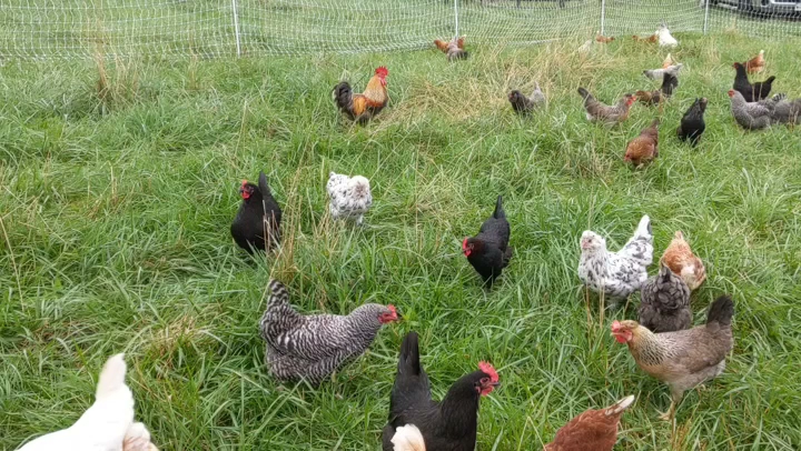 Good Plains Farm photo 4