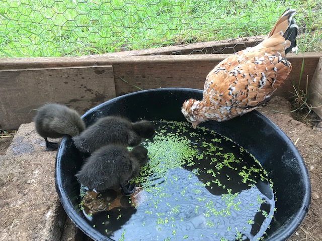 Oakridge Oregon Farmers Market photo 4