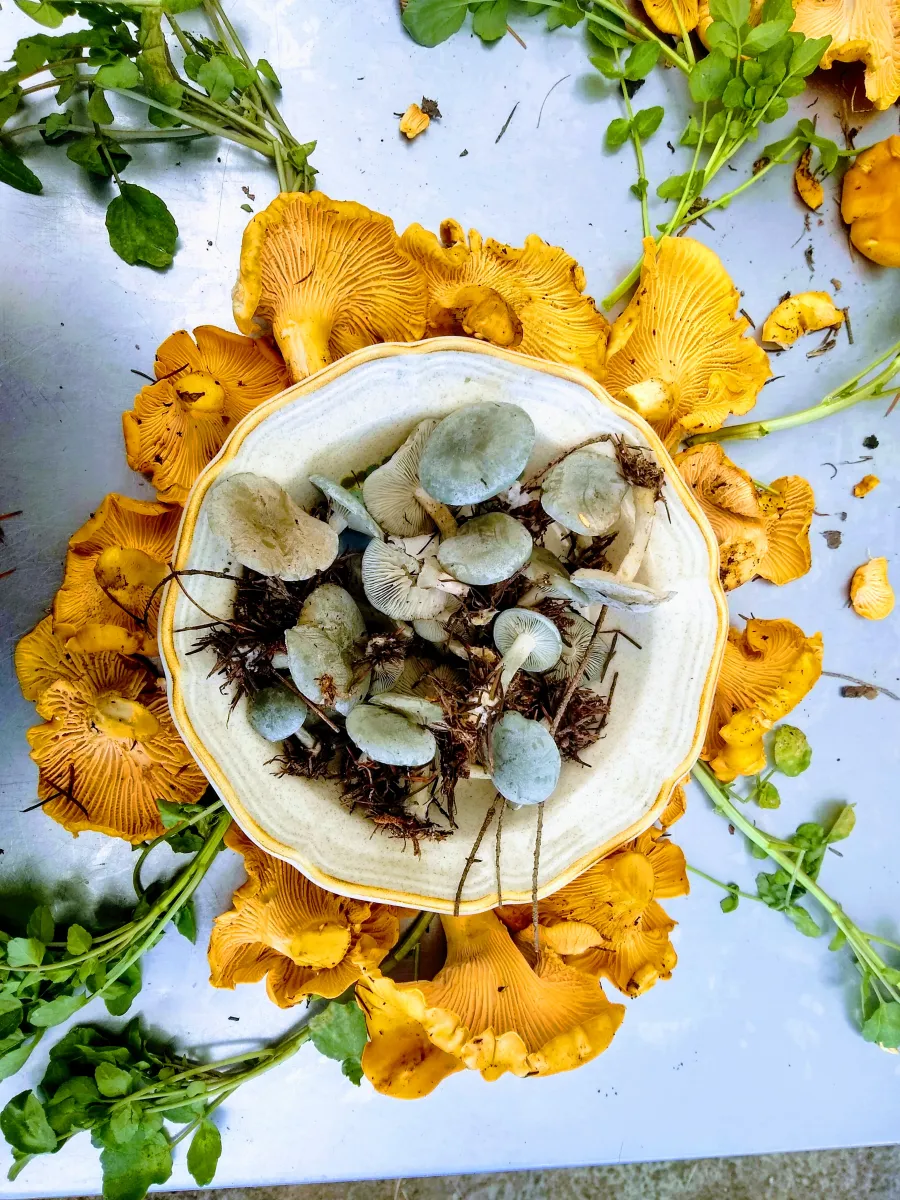 Oakridge Oregon Farmers Market