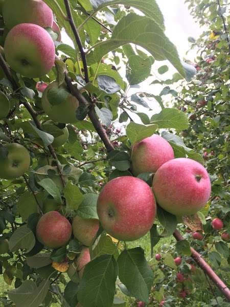 Royal Oak Farm Orchard photo 2