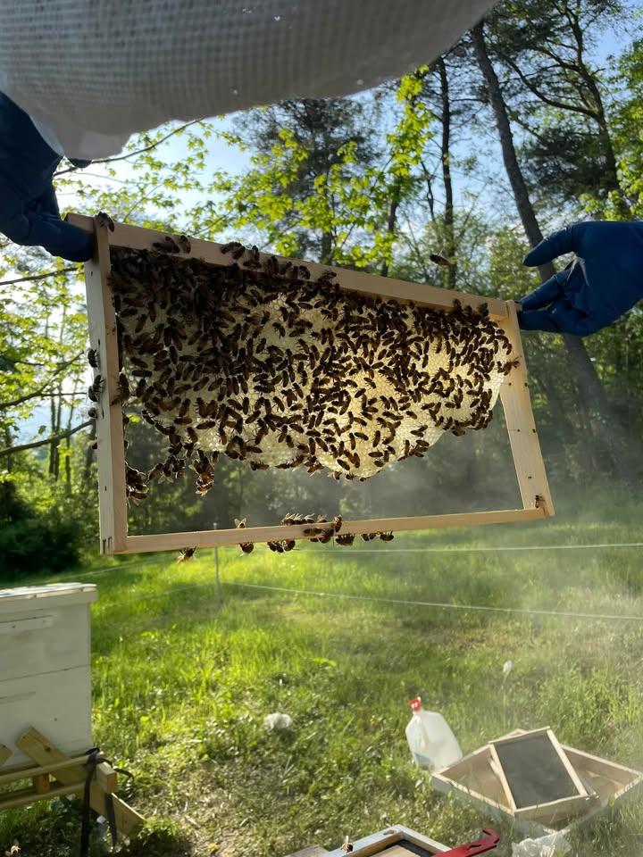 Middle Creek Honey photo 6