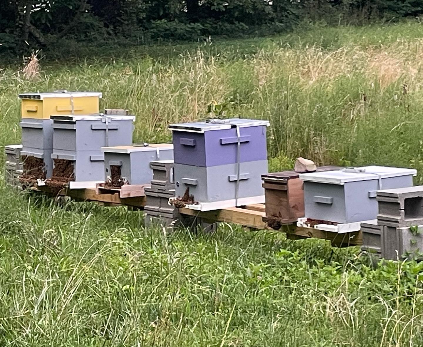 Middle Creek Honey photo 2
