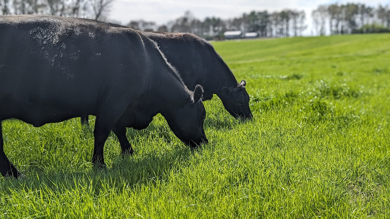 Eden Pure Beef photo 2