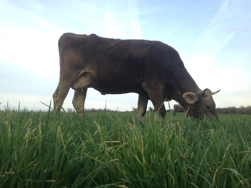 Windecker's Grassy Knoll Beef