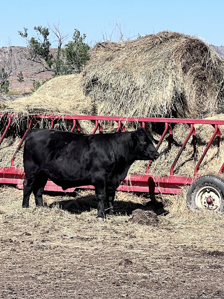 LOHOF BEEF Grass-Finished