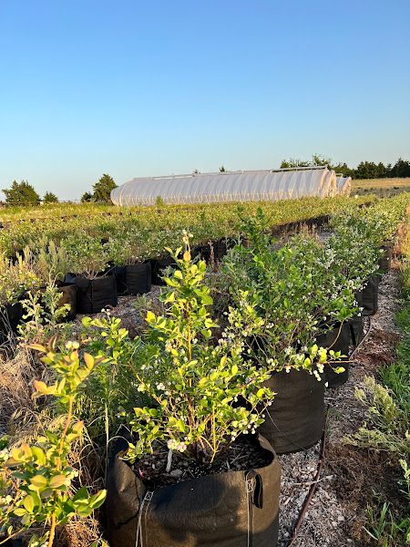 Agape House Berry Farm photo 2