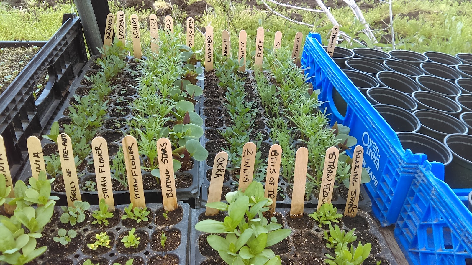 Groundswell Community Farm