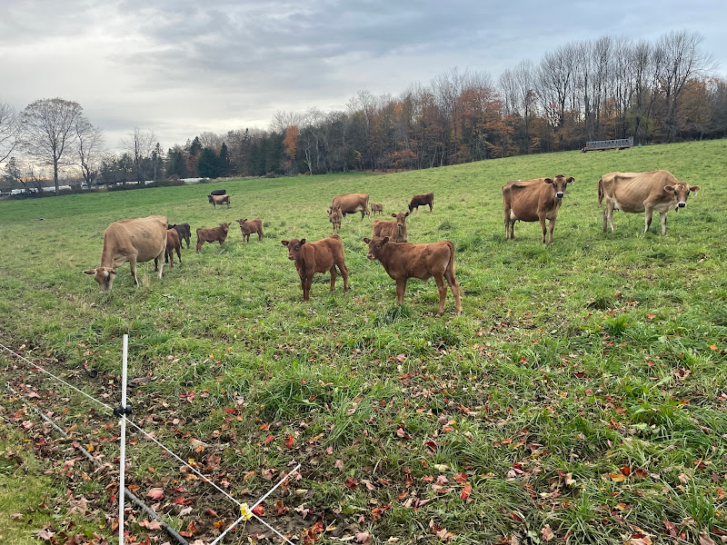 Maine Organic Beef Co.