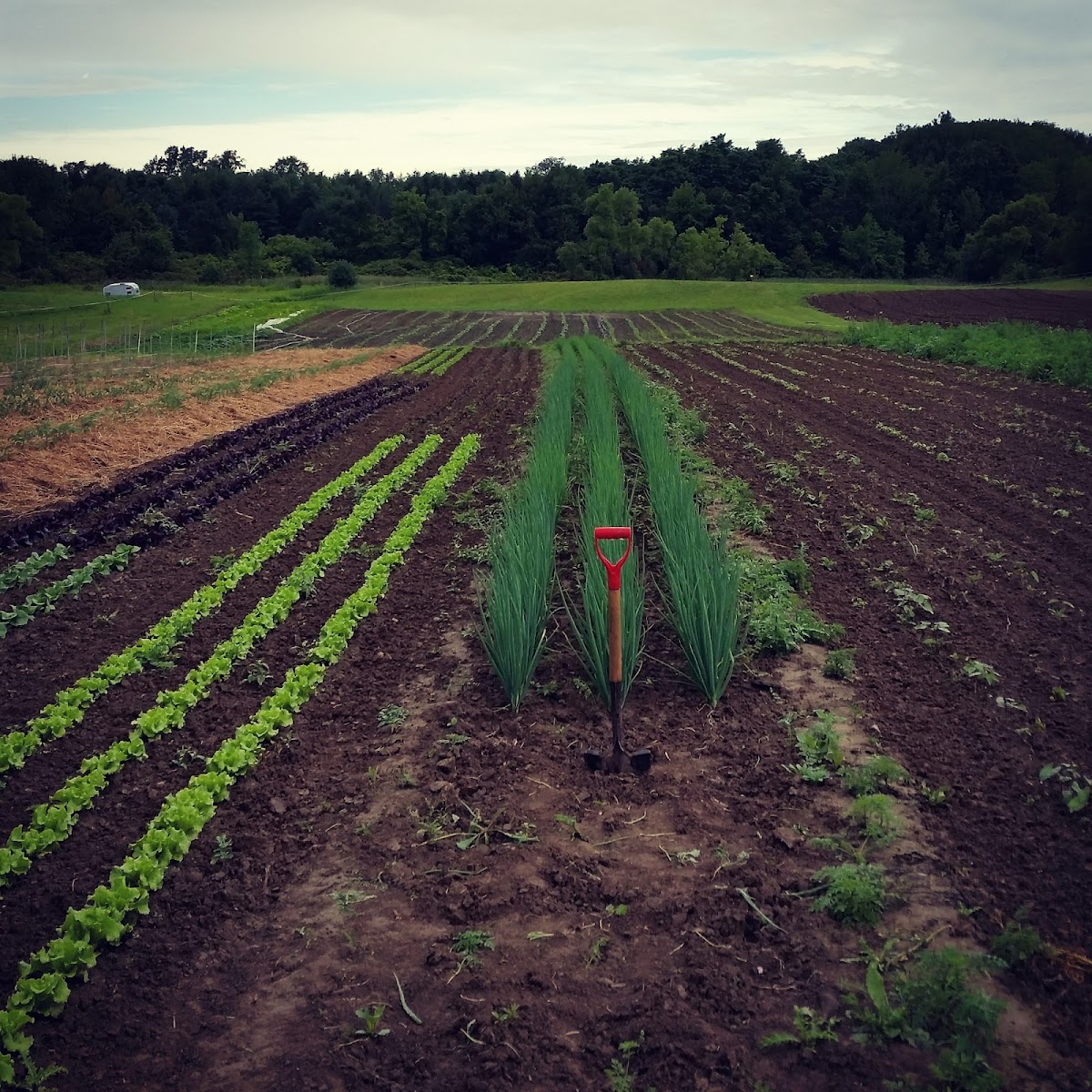 Mud Creek Farm CSA photo 2