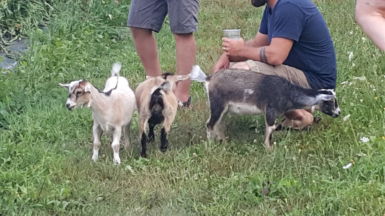 Mud Creek Farm CSA photo 3