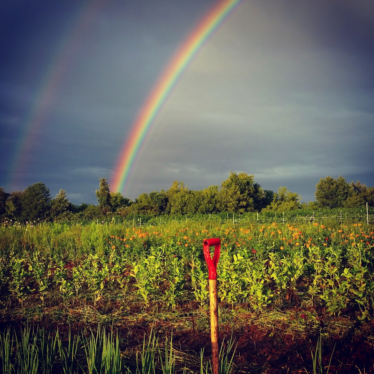 Mud Creek Farm CSA photo 4