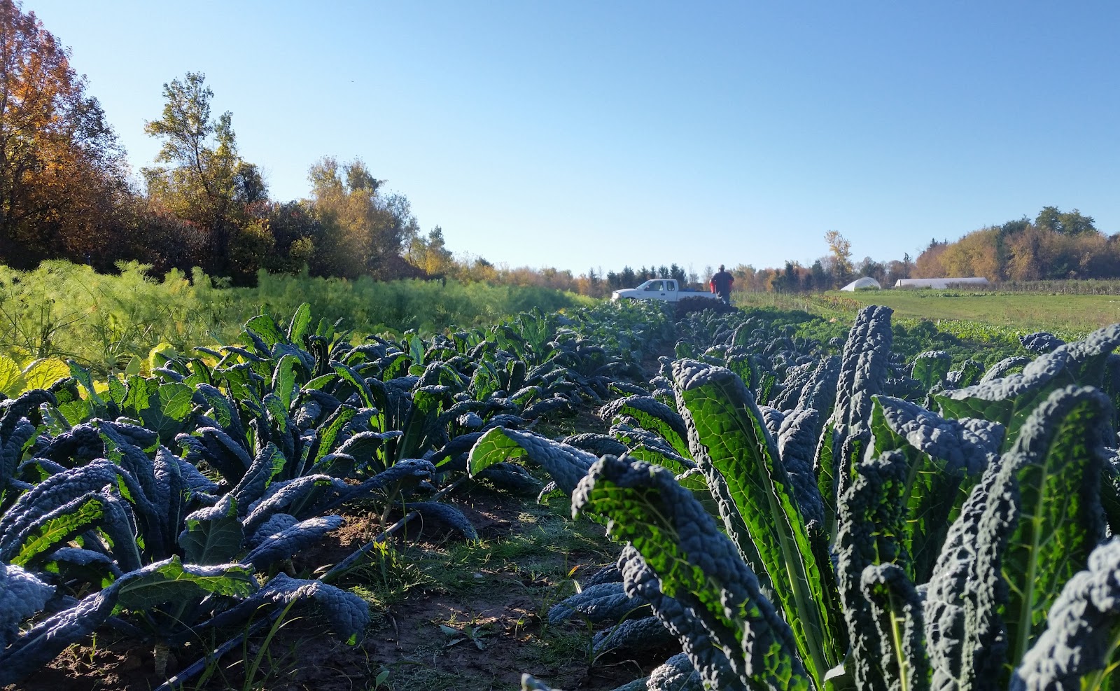 Mud Creek Farm CSA photo 5