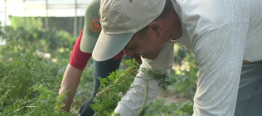 Rockdale Organic Co-Farm photo 3