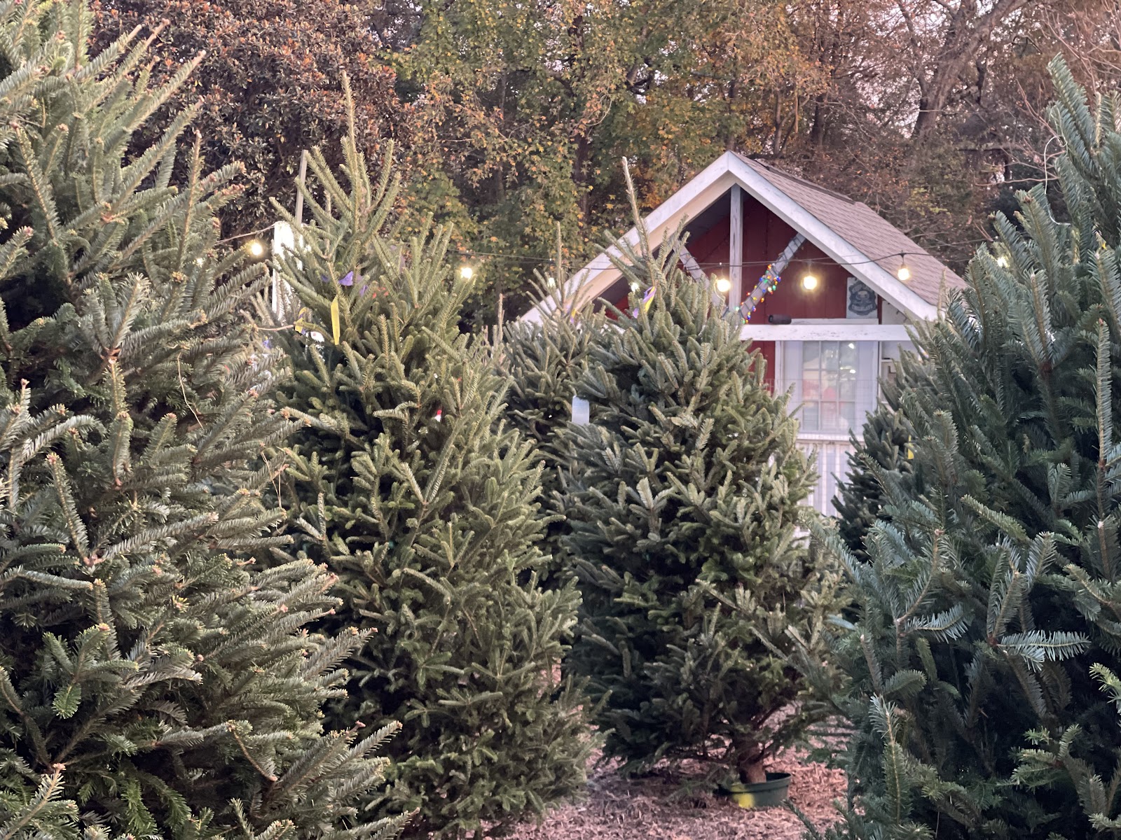Neighbor Boy Farm and Country Store photo 3