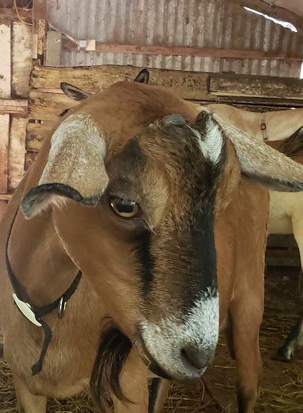 Jeremiah Farm & Goat Dairy photo 2