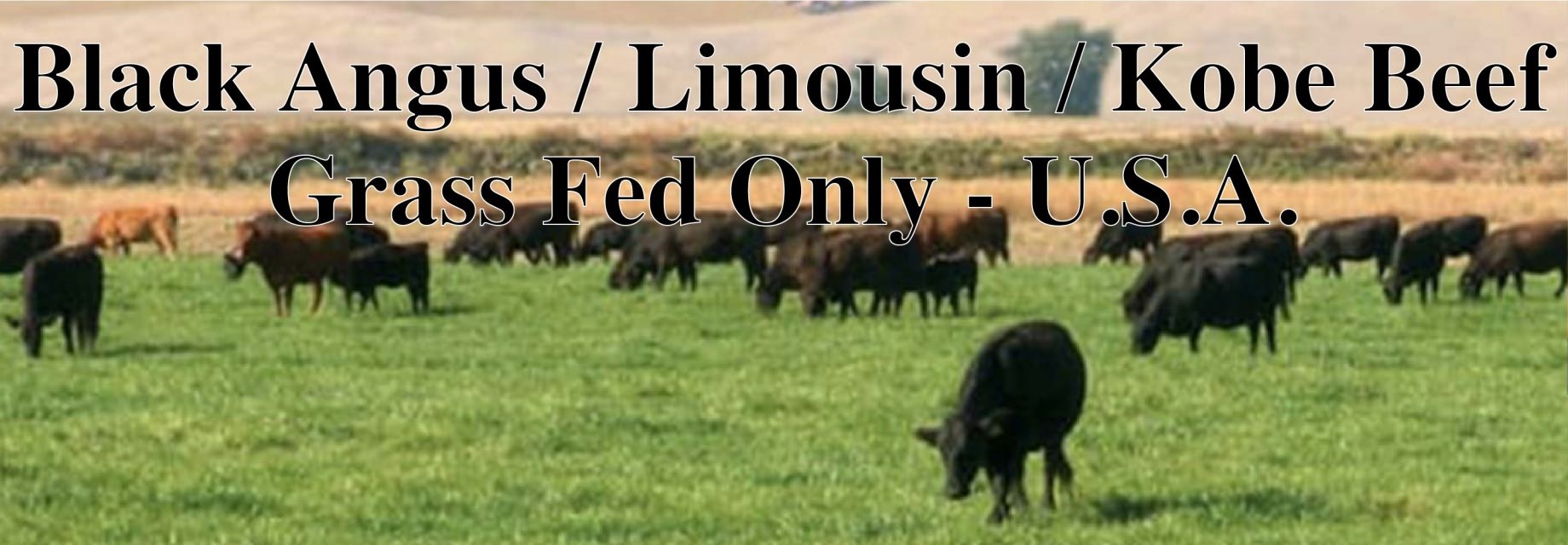 Holy Cow! Grass Fed Beef