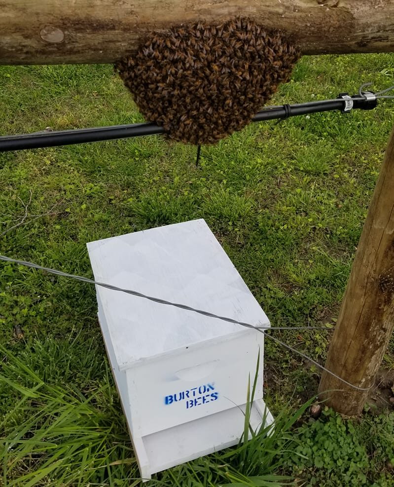 Burtons Bee Farm photo 5