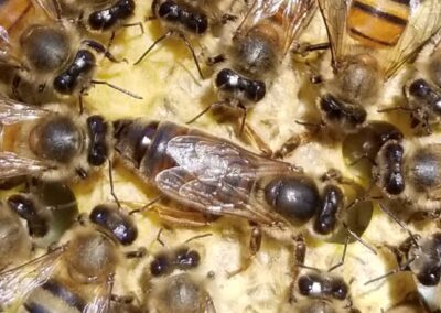 Burtons Bee Farm photo 2