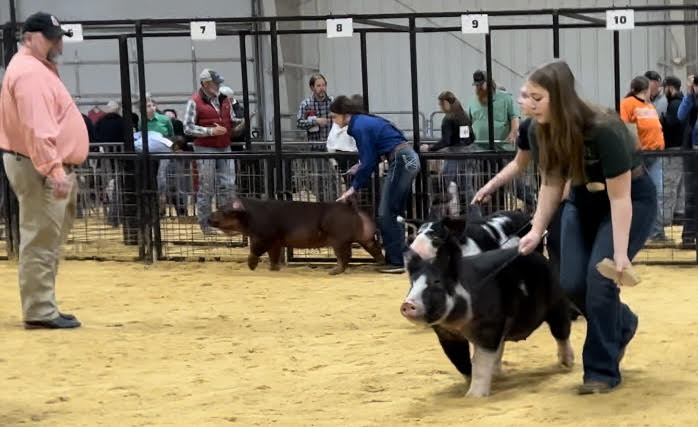 C-Bar-C Show Pigs photo 4