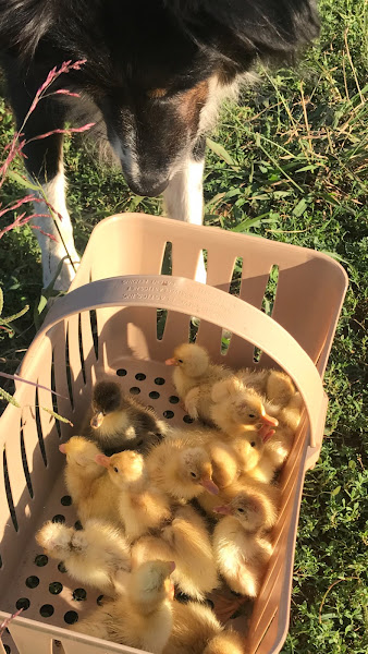 Pure Pasture Farms Store photo 3