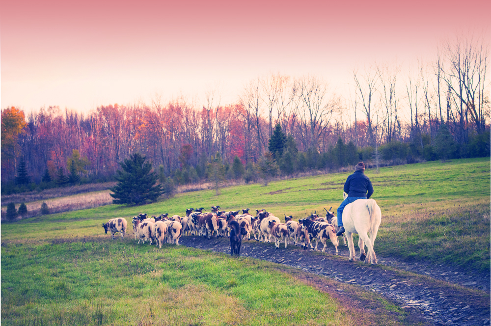 Appletree Hill Organic Farm