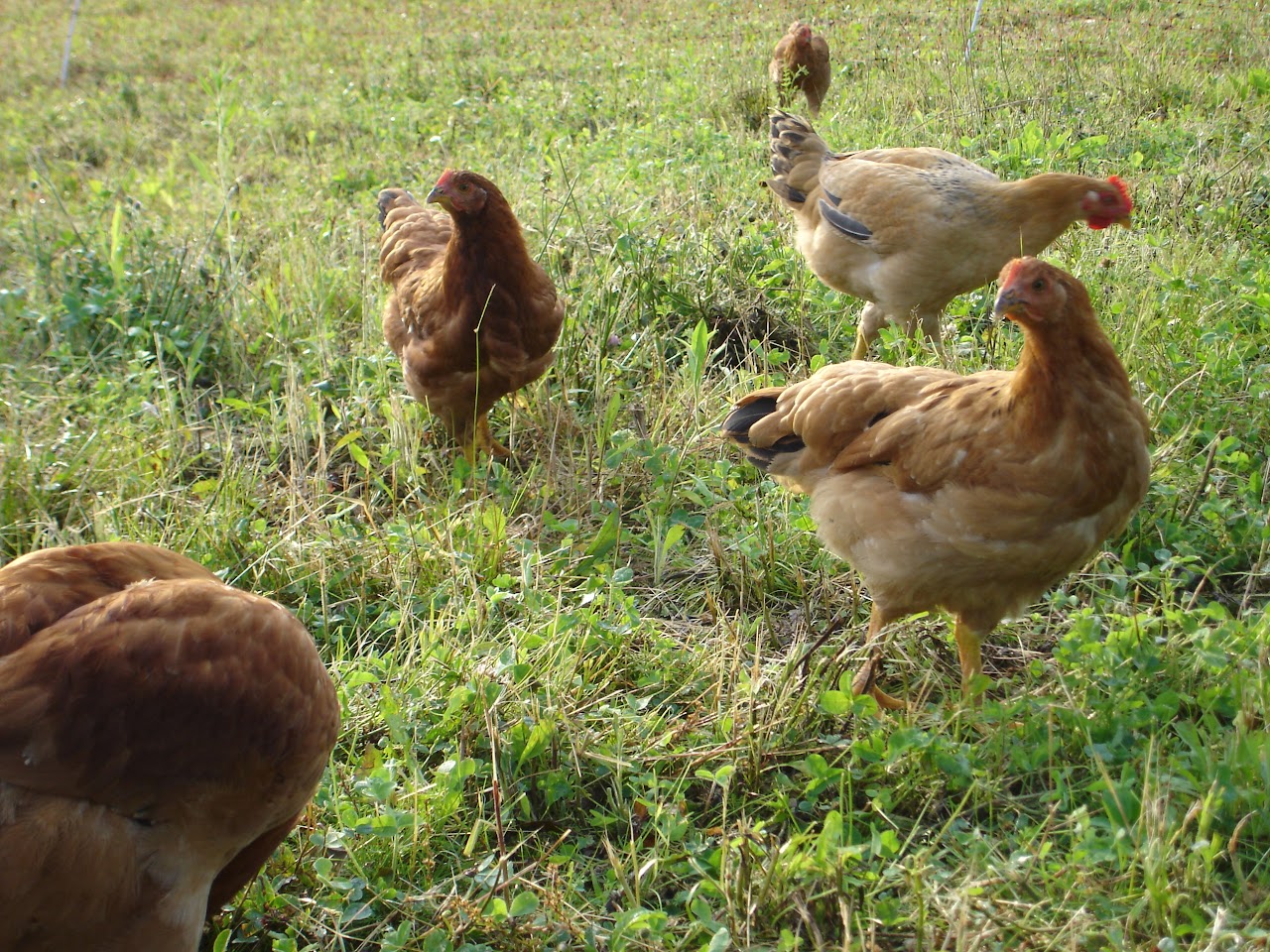 BlueLoon Farm photo 8