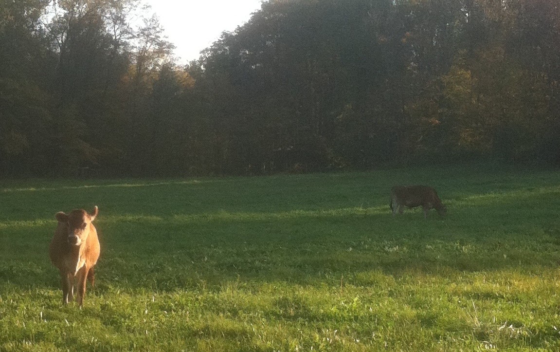 BlueLoon Farm photo 7