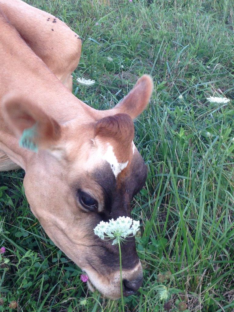 BlueLoon Farm photo 4