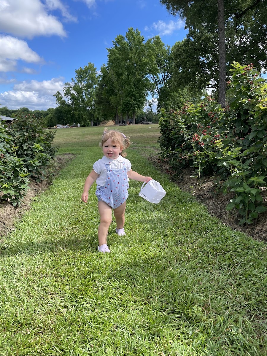 Ronnie's Berry Farm photo 2