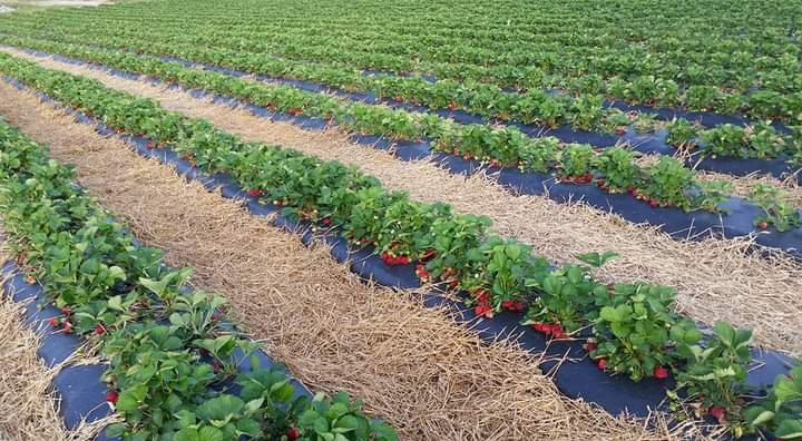 Ronnie's Berry Farm photo 5