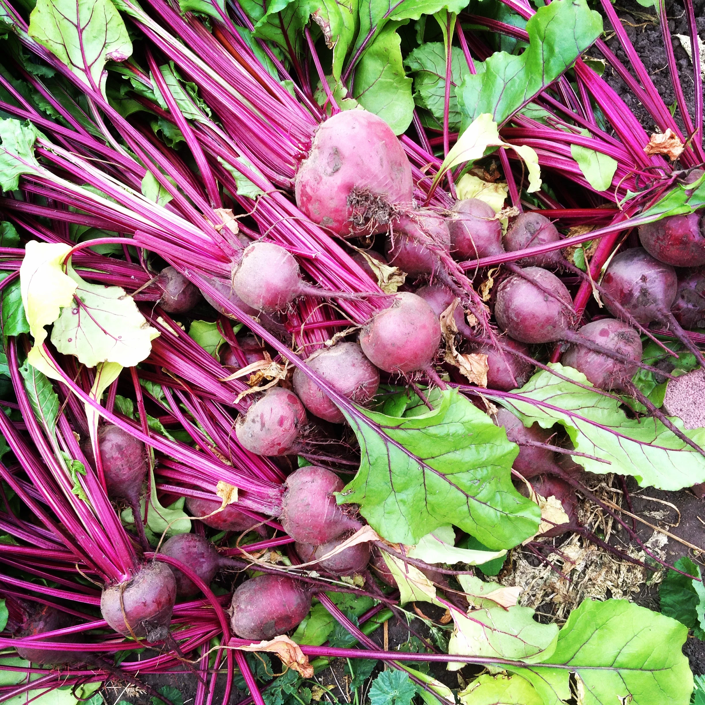 Deep Roots Farm Design