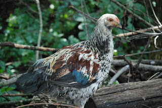 Autumn Blessing Farm