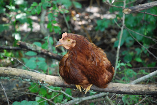 Autumn Blessing Farm photo 2