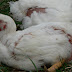 Autumn Blessing Farm photo 10