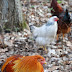 Autumn Blessing Farm photo 11