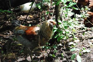 Autumn Blessing Farm photo 4