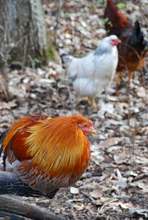 Autumn Blessing Farm photo 6